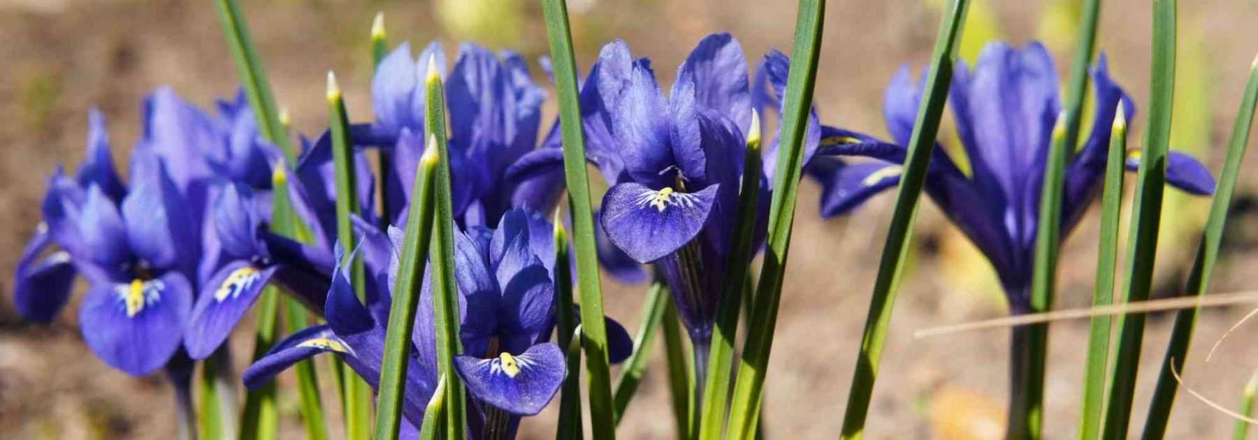 Comment planter des Iris reticulata ?