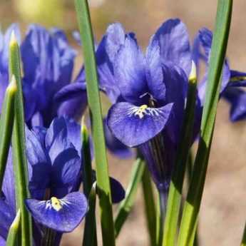 Comment planter des Iris reticulata ?