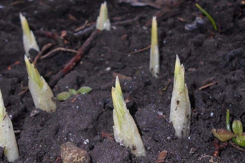 planter des iris réticulés en pleine terre