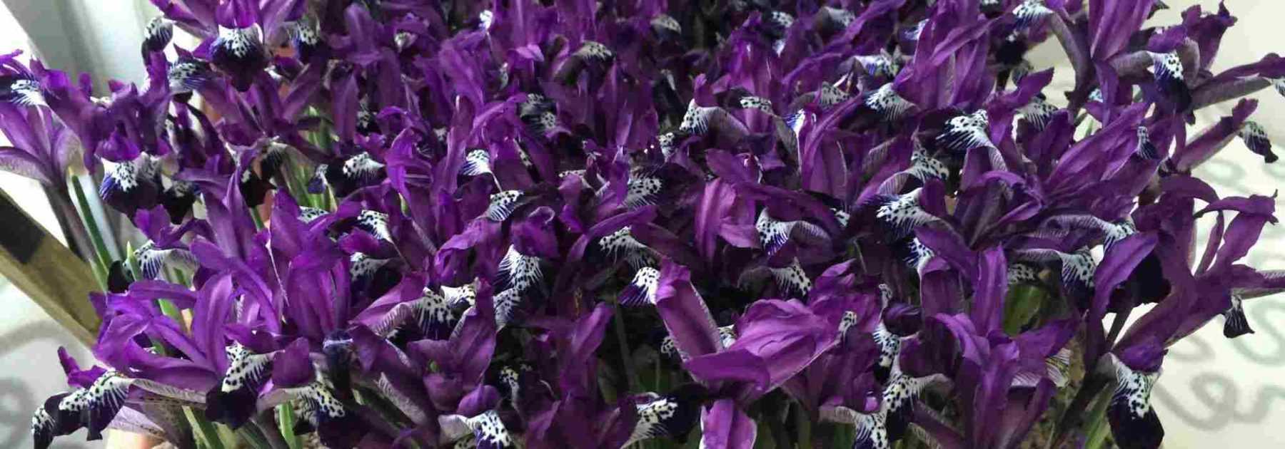 Assise de poussette Lémurien Céladon Orage - IRIS