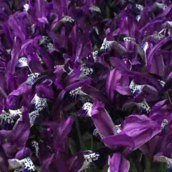 Forcer des Iris reticulata