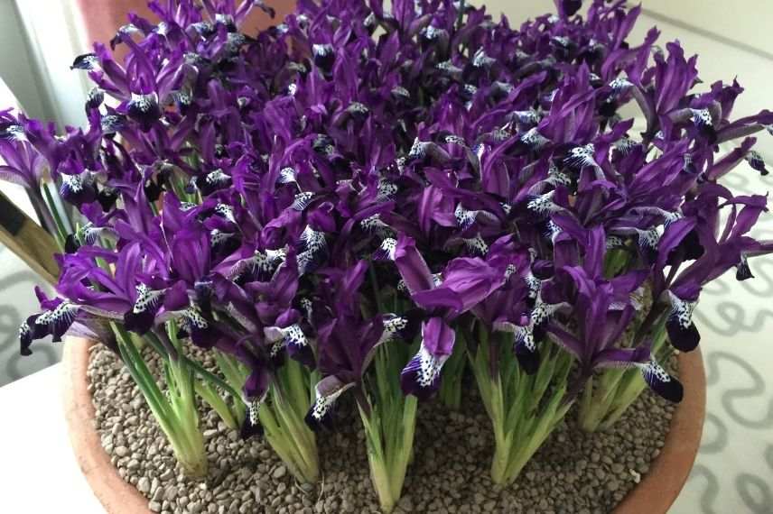 planter l'iris réticulé en pot en terre cuite