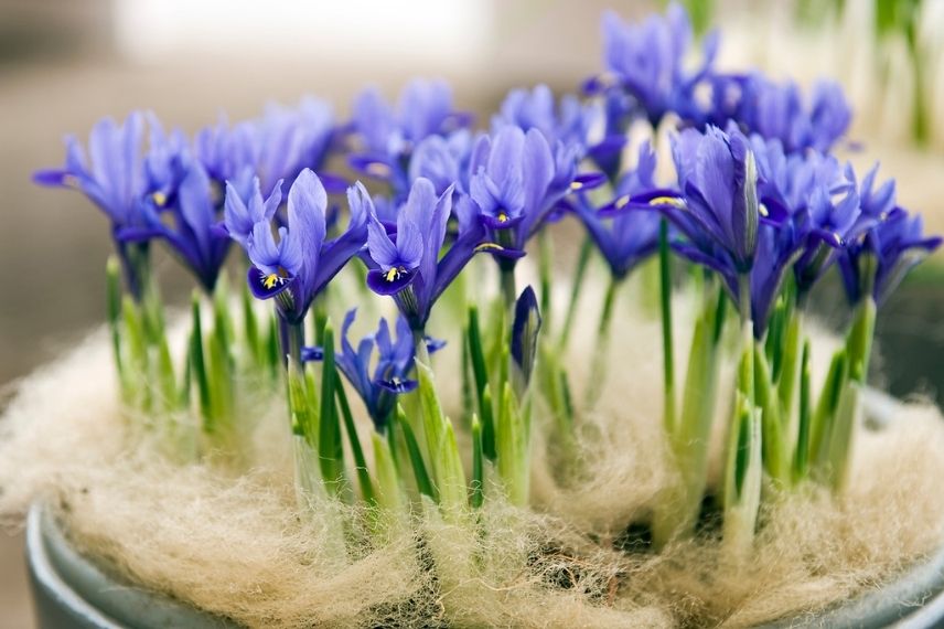 comment faire le forçage des iris reticulata