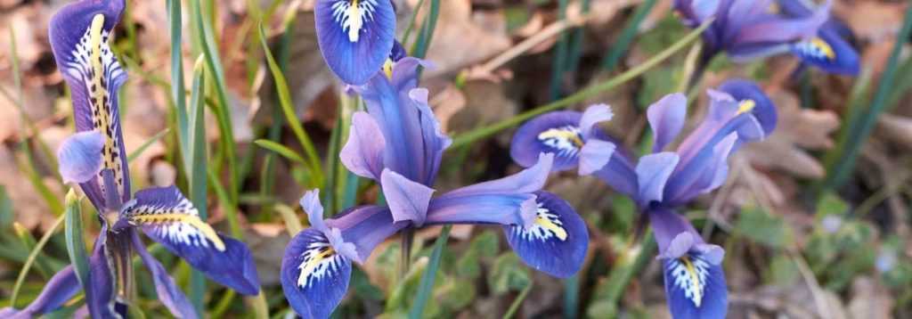 Iris reticulata : les plus belles variétés