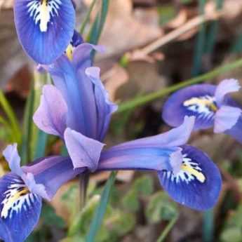 Iris reticulata : les plus belles variétés