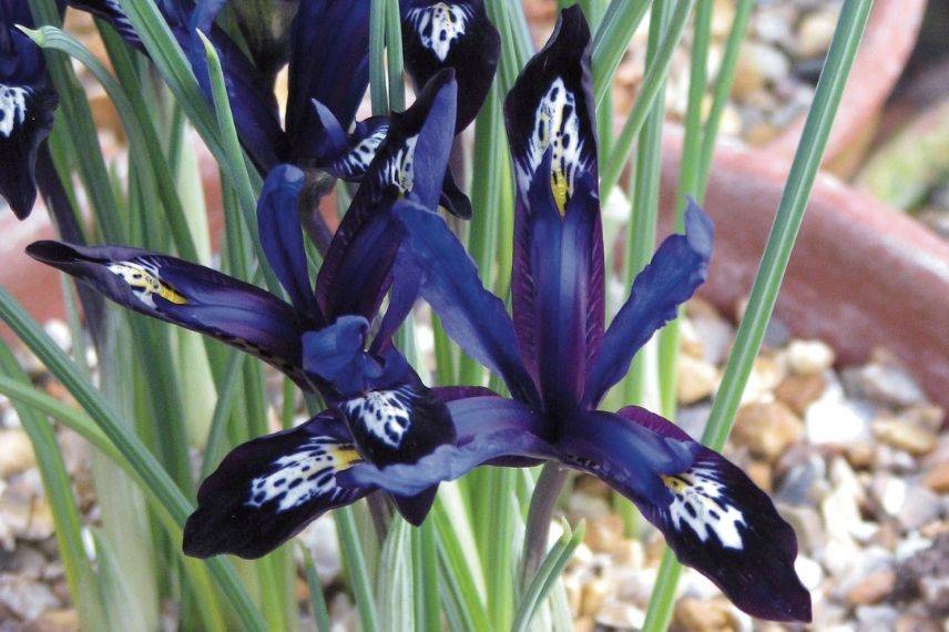 plus beaux iris réticulés, iris réticulé bleu nuit