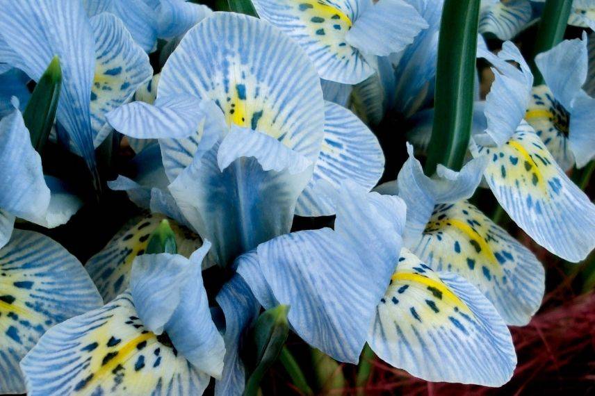 plus beaux iris réticulés, iris réticulé bleu clair