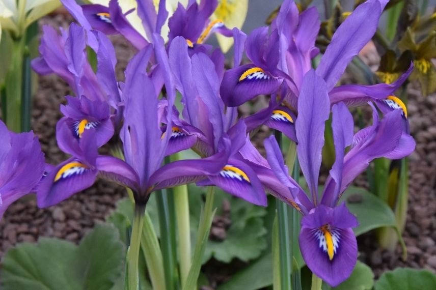 plus beaux iris réticulés, iris réticulé violet