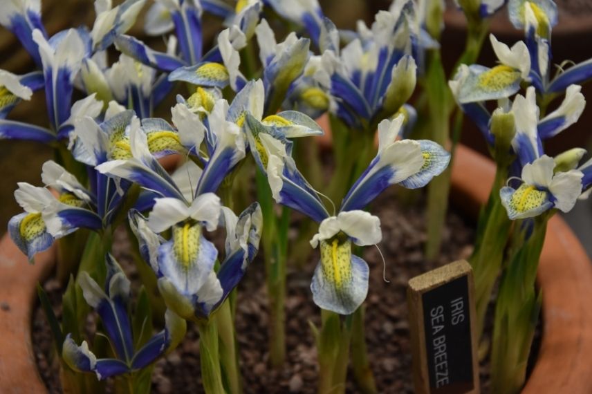 plus beaux iris réticulés, iris réticulé tricolore