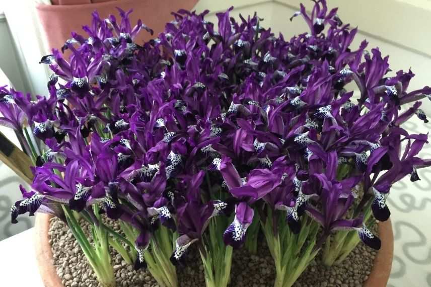 plus beaux iris réticulés, iris réticulé foncé