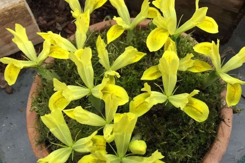 plus beaux iris réticulés, iris réticulé jaune