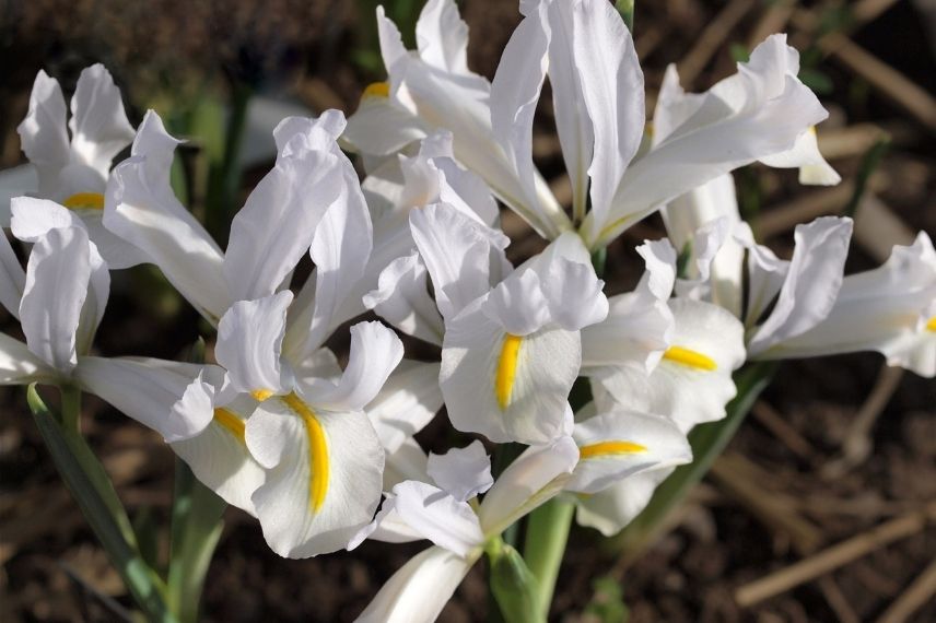 plus beaux iris réticulés, iris réticulé blanc