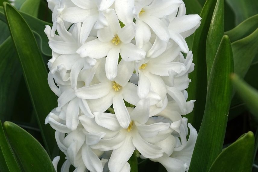 hyacinthus, jacinthe à floraison blanche