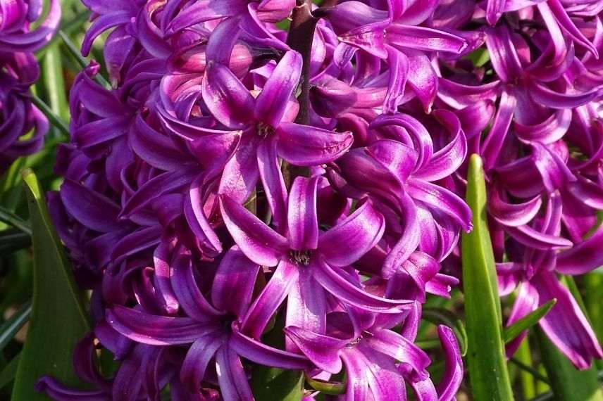 hyacinthus, jacinthe à floraison bleue violette mauve