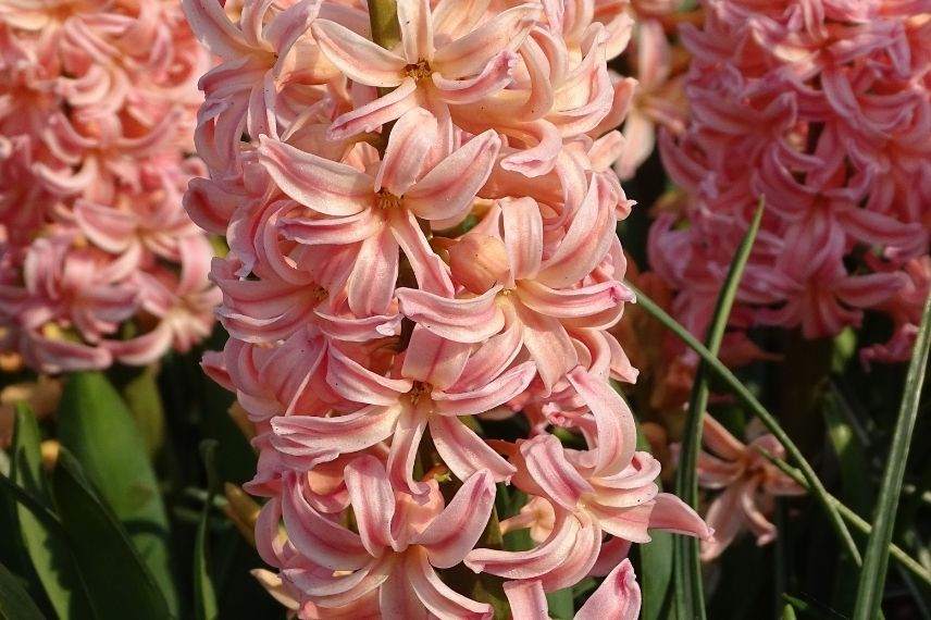 hyacinthus, jacinthe à floraison jaune orangée