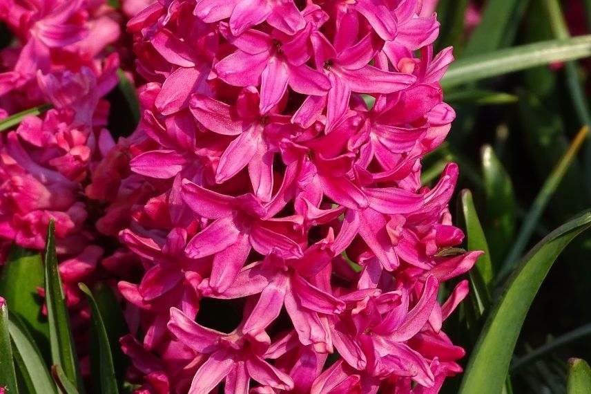 hyacinthus, jacinthe à floraison rose rouge