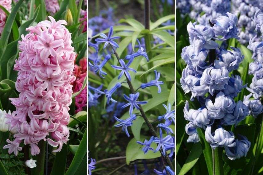 hyacinthus, forme fleurs jacinthe