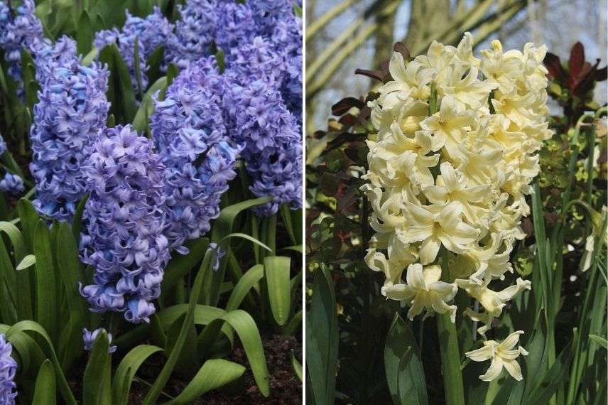 hyacinthus, période de floraison jacinthe