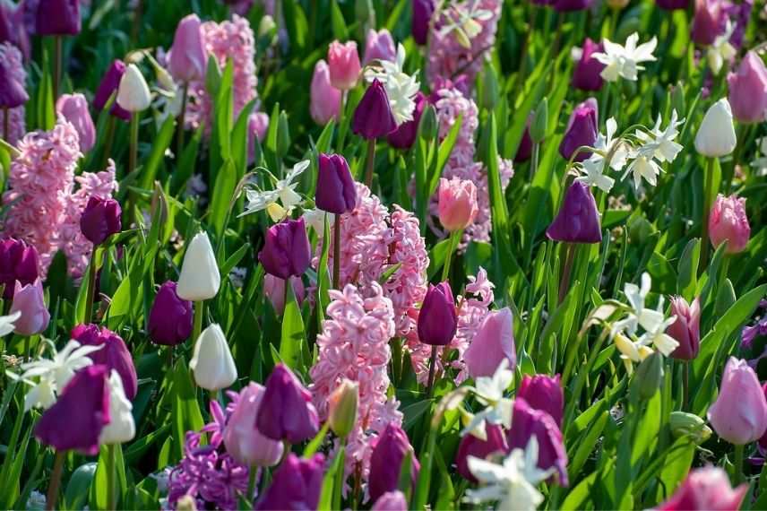 hyacinthus, utilisation jacinthe au jardin