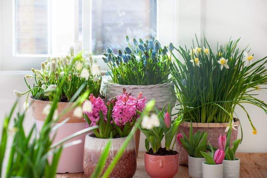 hyacinthus, utilisation jacinthe à la maison