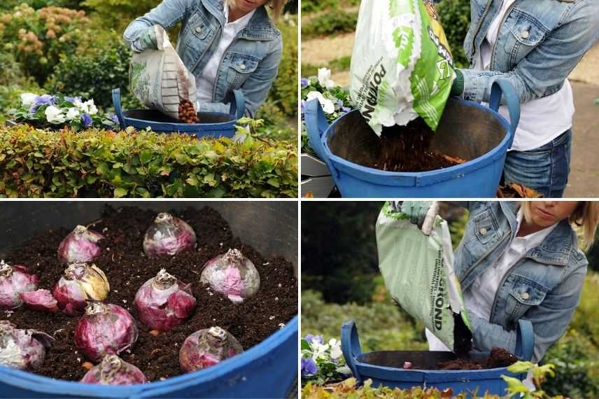 planter une jacinthe en pot tutoriel, hyacinthus culture