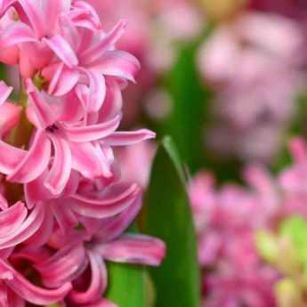 Planter des Jacinthes au jardin ou en pot