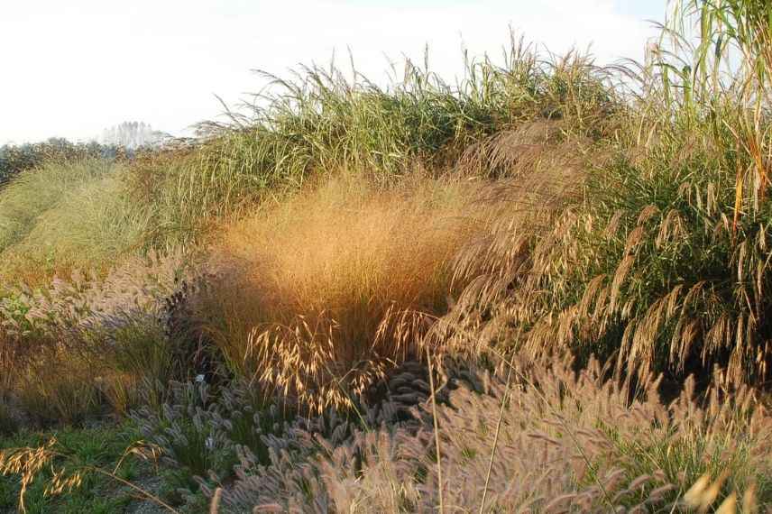 comment créer un jardin de graminées