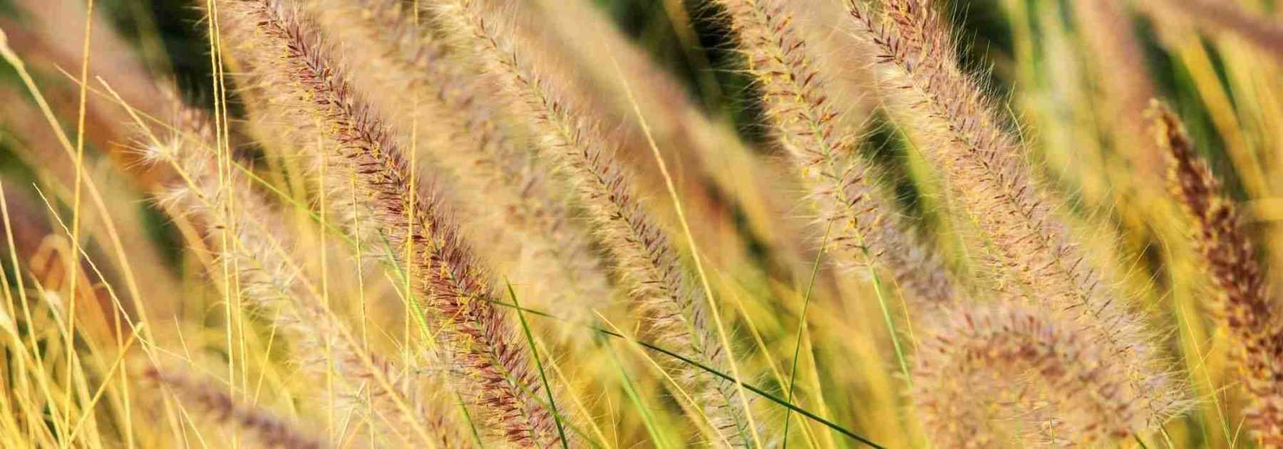 Comment créer un jardin de graminées ?