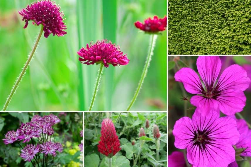 Belles teintes rose-violacées associées à Knautia