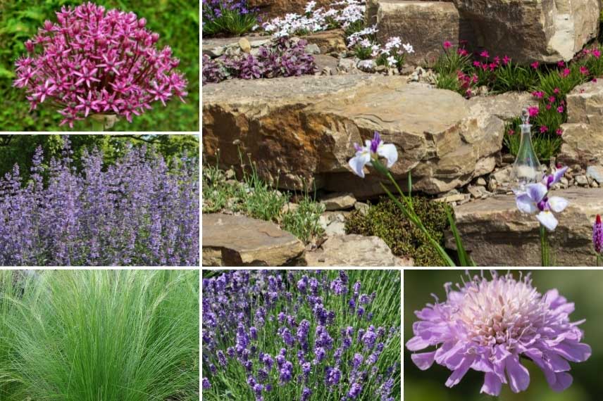 Knautia dans un jardin sans arrosage