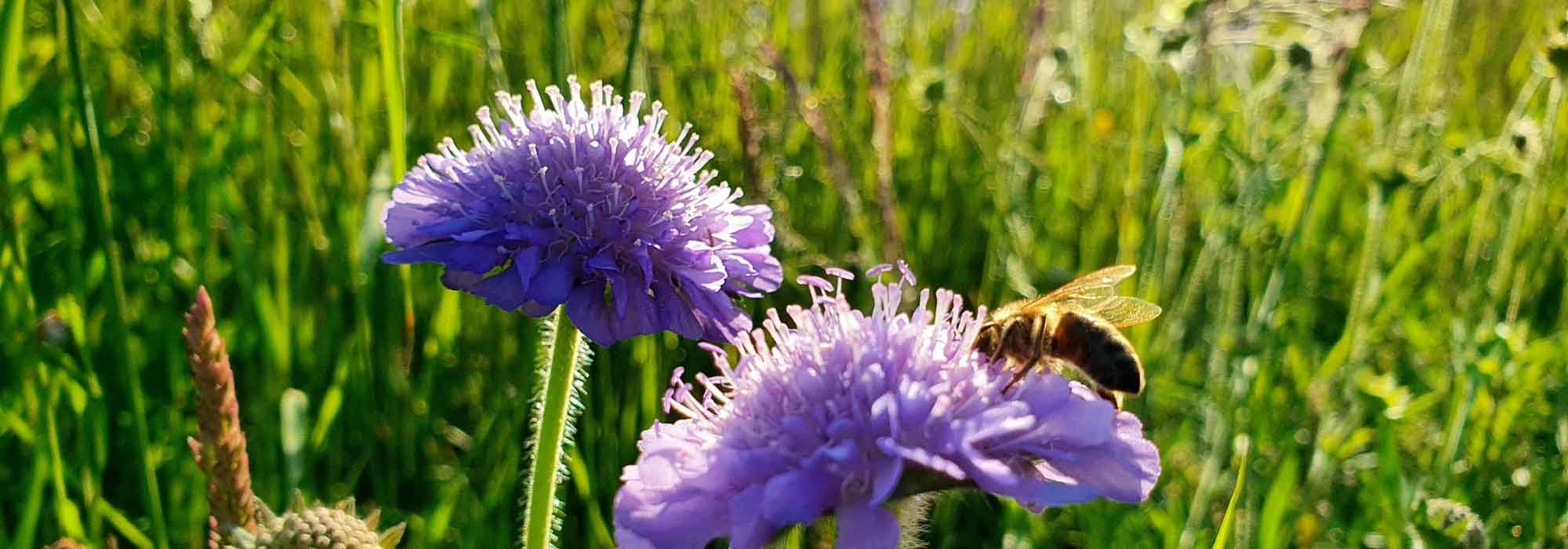 7 idées pour associer la Knautia