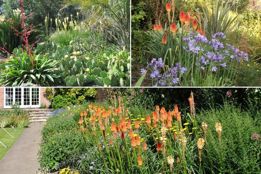 Les tritomas dans différentes ambiances de jardin