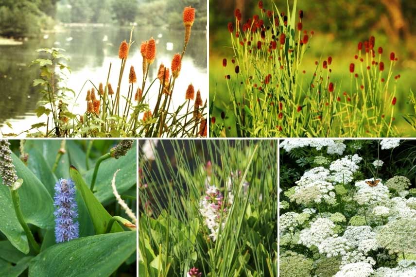 Tison de satan planté au bord d'une pièce d'eau