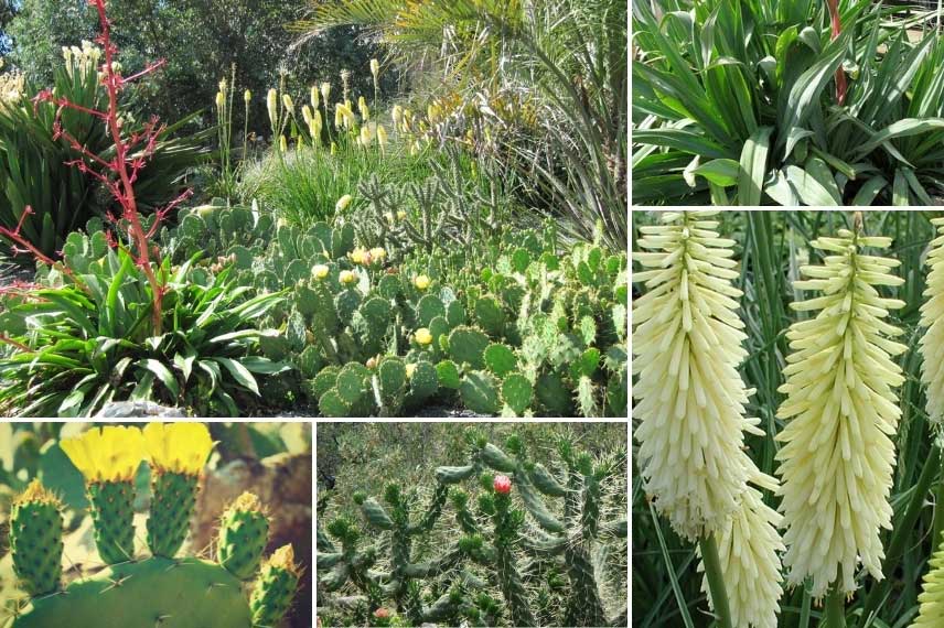 Kniphofias et plantes exotiques