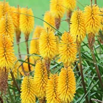 Choisir un kniphofia