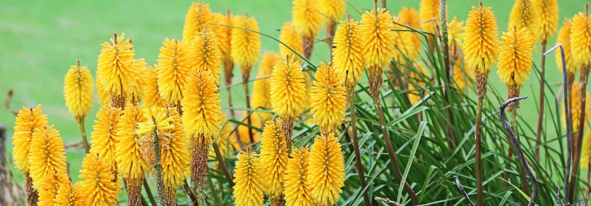 Choisir un kniphofia