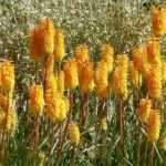 7 idées pour associer le Kniphofia