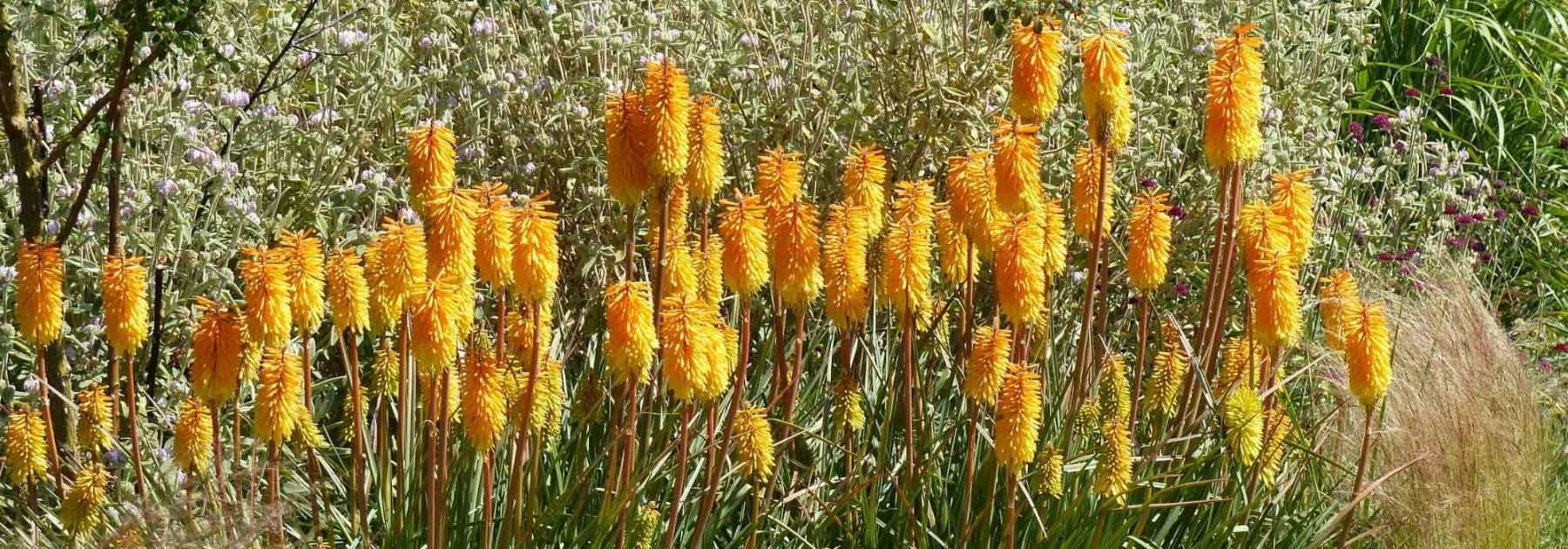 7 idées pour associer le Kniphofia