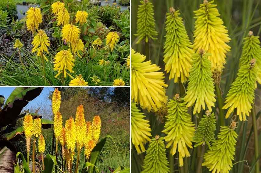 Les Tritoma aux fleurs jaune
