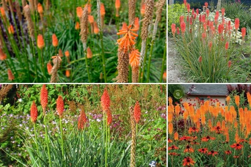 Les Tritoma aux fleurs orangé