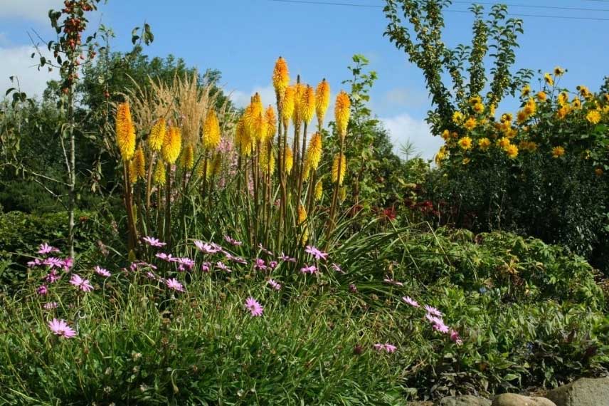 Certains Tritomas dominent les autres plantes par leur taille 