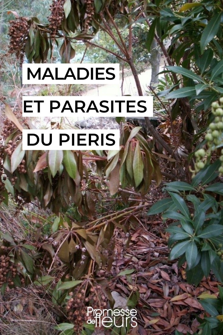 maladies et parasites du pieris