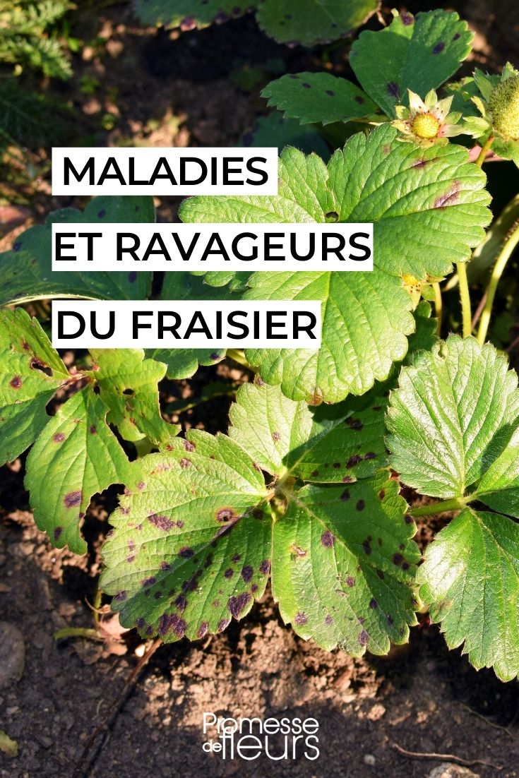 maladies et parasites du fraisier