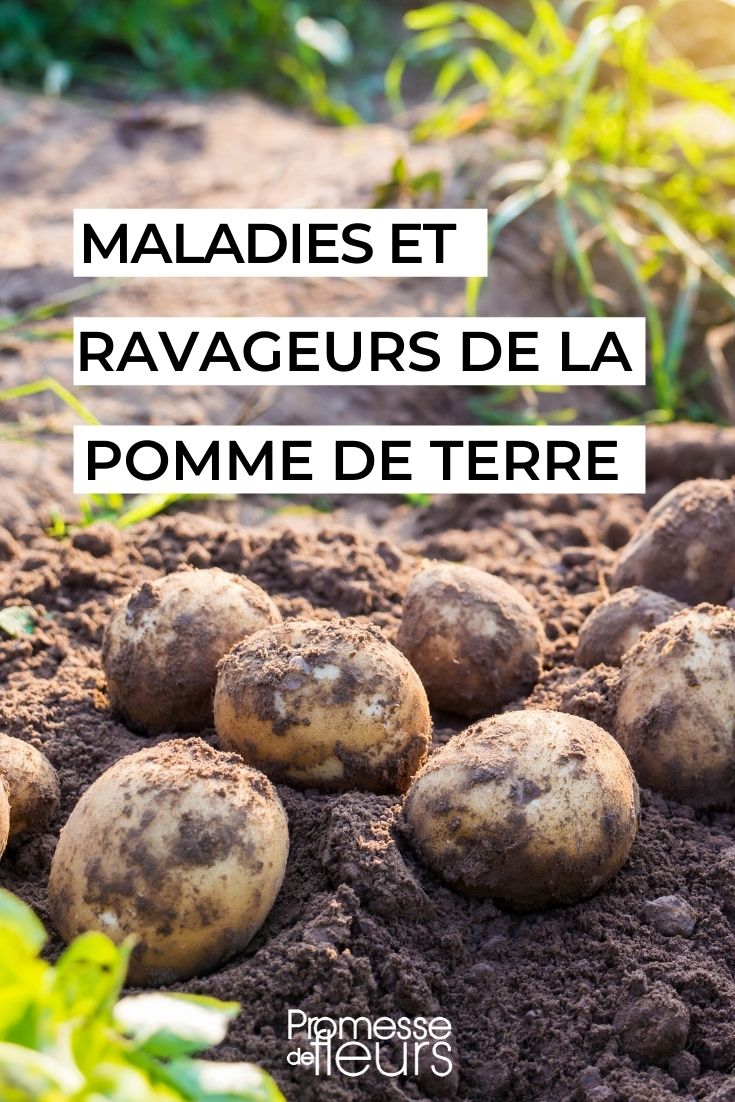 maladies ravageurs pomme de terre