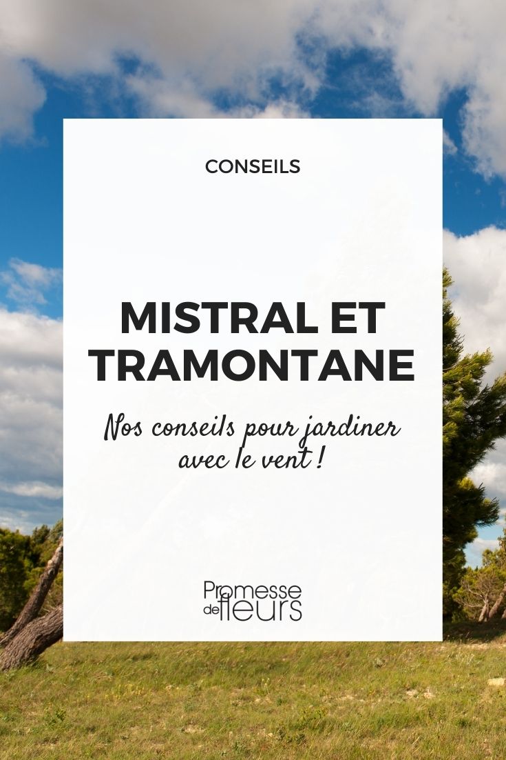 jardiner avec le vent froid : mistral et tramontane