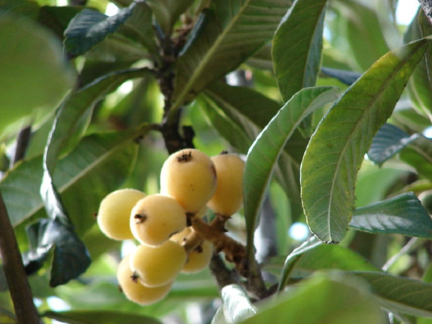 Eriobotrya japonica - néflier du Japon 