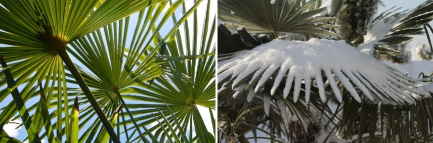 palmiers pour différents climats