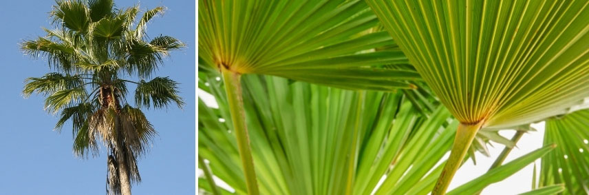 palmiers pour climat doux