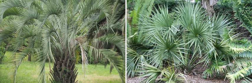 Les palmiers adaptés au nord et au climat semi-continental