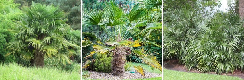 Les palmiers adaptés au climat continental